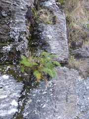 Anisotome cauticola