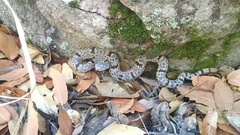 Crotalus lepidus klauberi