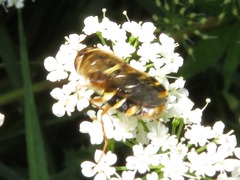 Odontomyia ornata