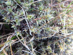 Pimelea oreophila lepta
