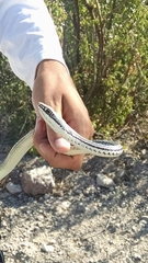 Masticophis bilineatus