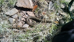 Crotalus lepidus klauberi