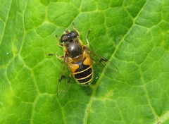 Eristalis horticola