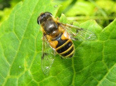 Eristalis horticola