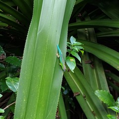 Phelsuma cepediana