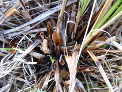 Chionochloa rigida rigida