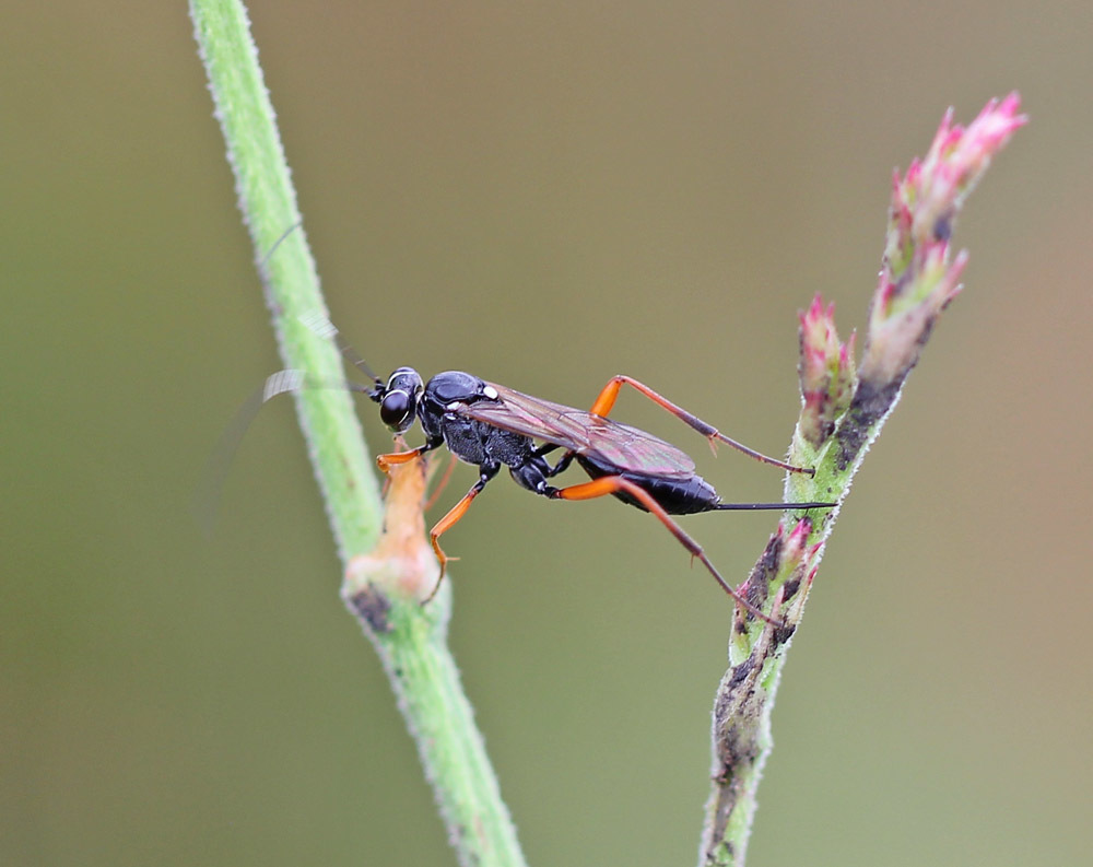 Cryptus viduatorius