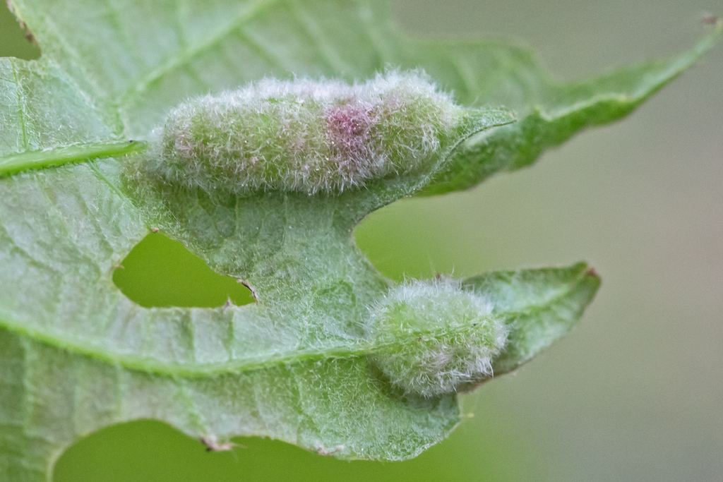 Macrodiplosis niveipila