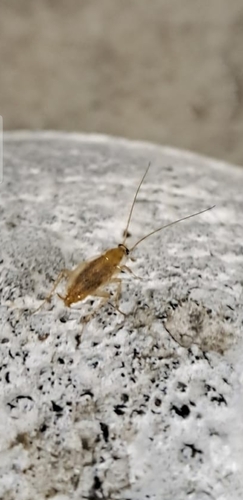 Variable Cockroach, 3811 LP Amersfoort, Nederland, photo 8 of 10
