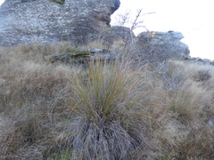 Chionochloa rigida rigida