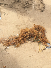 Sargassum horneri