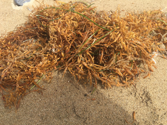 Sargassum horneri