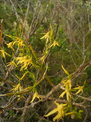 Anthocercis littorea