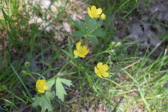 Ranunculus neapolitanus