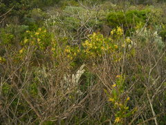 Anthocercis littorea