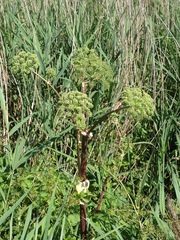 Angelica archangelica