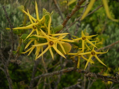 Anthocercis littorea