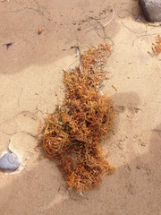 Sargassum horneri