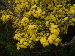 Acacia littorea