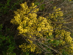 Acacia littorea