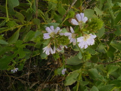 Scaevola nitida