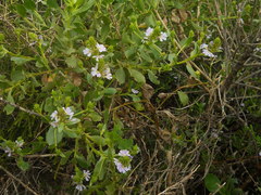 Scaevola nitida