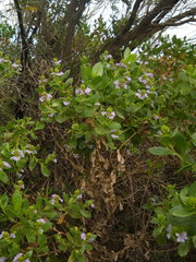 Scaevola nitida