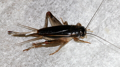 Teleogryllus
