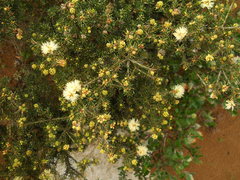 Melaleuca systena