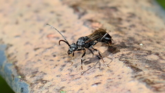 Rhytidoponera tasmaniensis