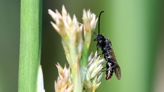 Rhytidoponera tasmaniensis