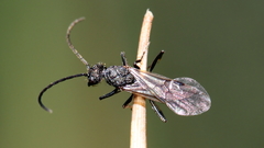 Rhytidoponera tasmaniensis