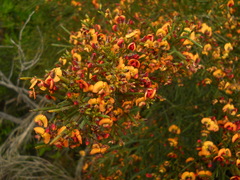 Daviesia divaricata