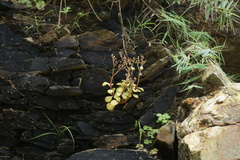 Sedum formosanum
