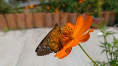 Apyrrothrix araxes
