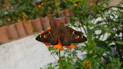 Apyrrothrix araxes