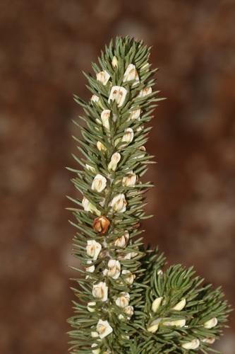 Image of Aspalathus incurvifolia by (c) Brian du Preez, some rights reserved (CC BY-SA)