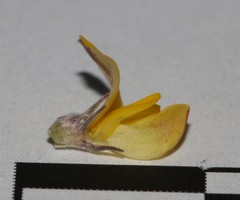 Aspalathus candidula