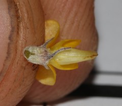 Aspalathus candidula