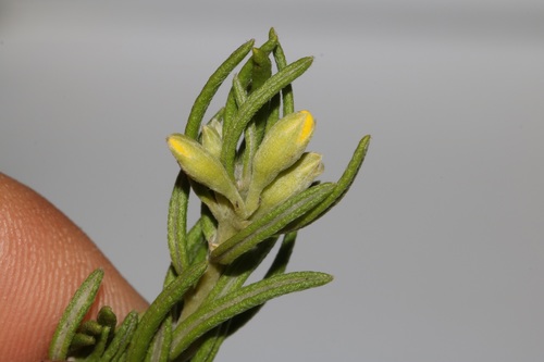 Image of Xiphotheca rosmarinifolia by (c) Brian du Preez, some rights reserved (CC BY-SA)