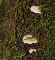 Clitocybe semiocculta