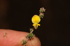 Aspalathus campestris