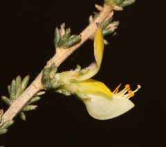 Aspalathus campestris