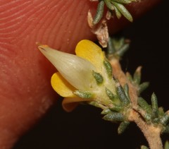 Aspalathus campestris