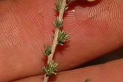 Aspalathus campestris