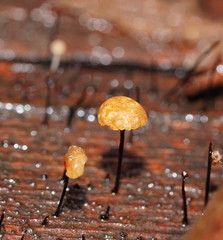 Marasmius alveolaris