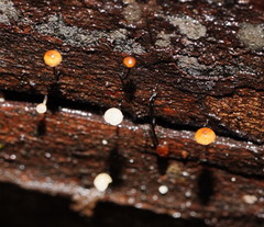 Marasmius alveolaris