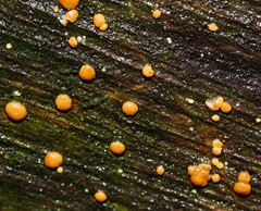 Trichoderma nothescens