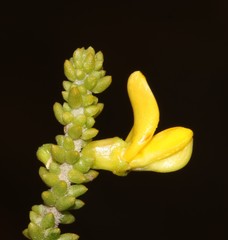 Aspalathus pinguis pinguis