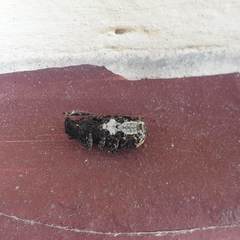 Platyrhinus resinosus